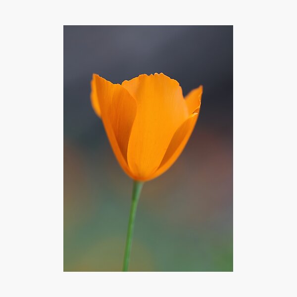 Item preview, Tufted Poppy designed and sold by yosemiteHikes.