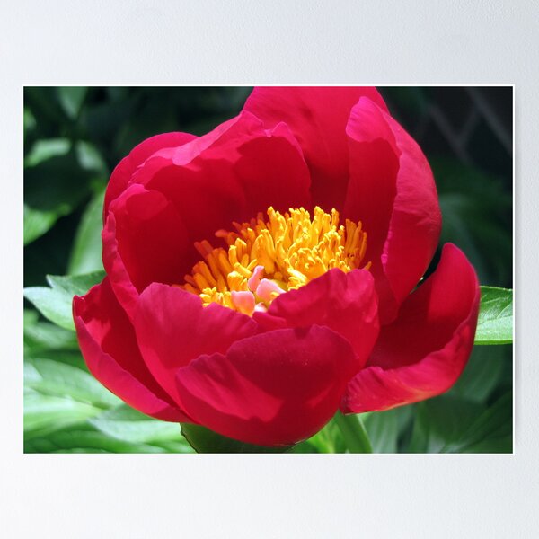 Item preview, Single Red Peony designed and sold by Rusty (Helen)  Valenza.