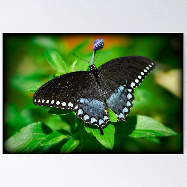 Item preview, Pipevine Swallowtail  designed and sold by Saija  Lehtonen.