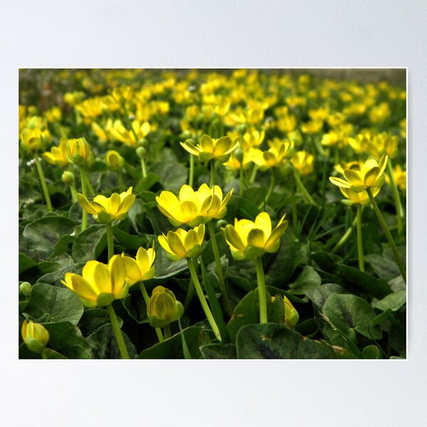 Item preview, Buttercup Fields designed and sold by Sharon Woerner.