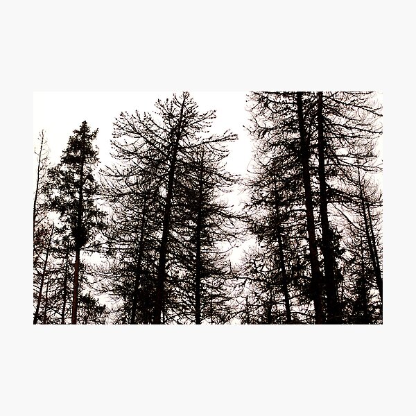 Item preview, Silhouette Trees designed and sold by sprucedimages.