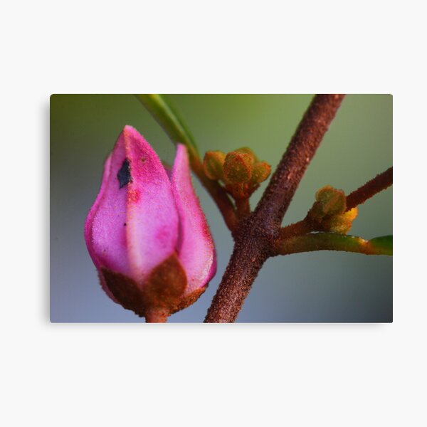 Item preview, Boronia keysii designed and sold by andrachne.