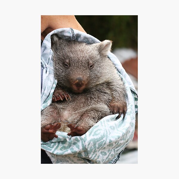 Aperçu de l'œuvre heure du coucher du wombat créée et vendue par mooksool.