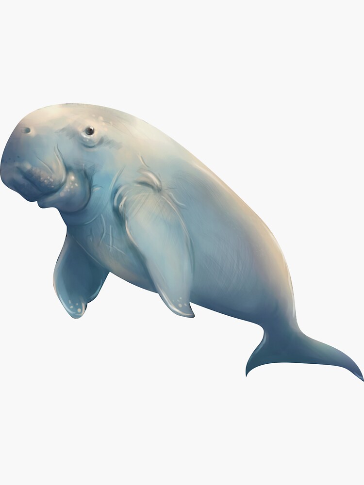 Dugong Gifts & Merchandise for Sale | Redbubble Dugong Gifts & Merchandise for Sale | Redbubble