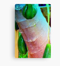 Papaya trunk and fruit Canvas Print