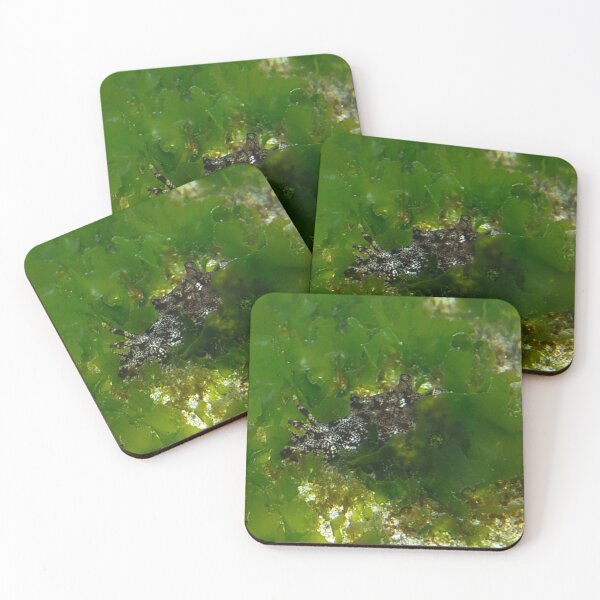 Item preview, Aplysia Kurodai in Korea (2) designed and sold by Mike Ashley.