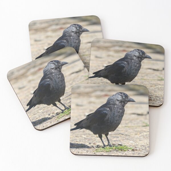Item preview, Moulting jackdaw designed and sold by GreyFeatherPhot.