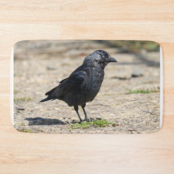 Item preview, Moulting jackdaw designed and sold by GreyFeatherPhot.