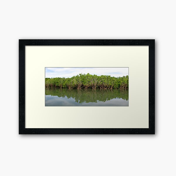 Mitchell Mangroves I Framed Art Print