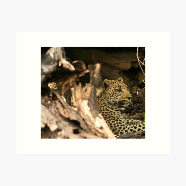 Through the eyes of the Leopard Art Print