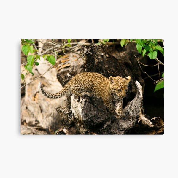 Inquisitive Cub Canvas Print
