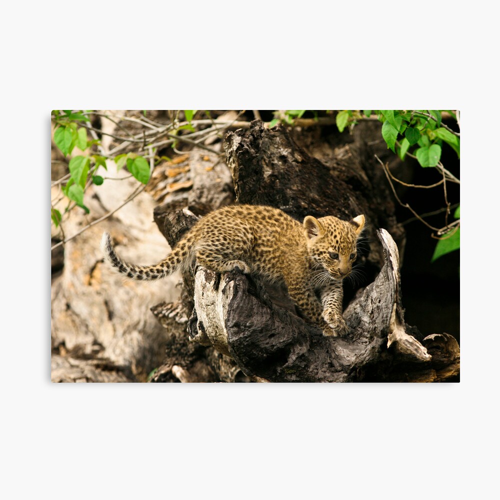 Inquisitive Cub Canvas Print