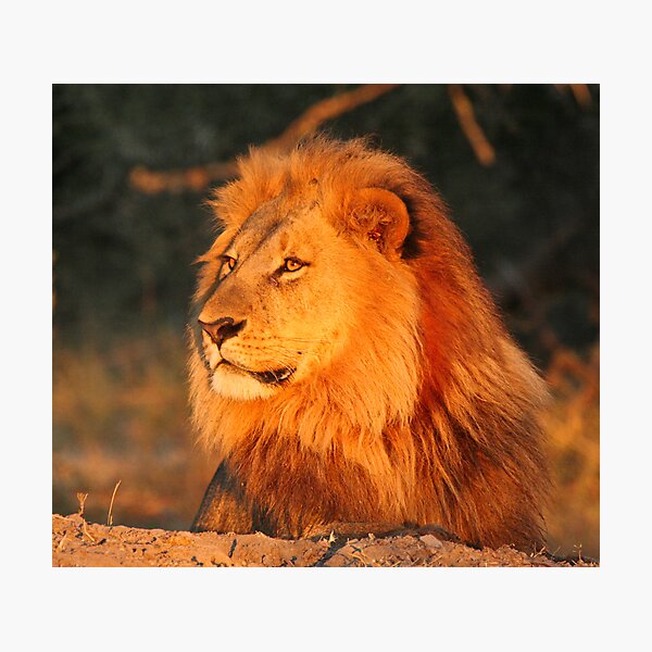 Surveying his territory Photographic Print