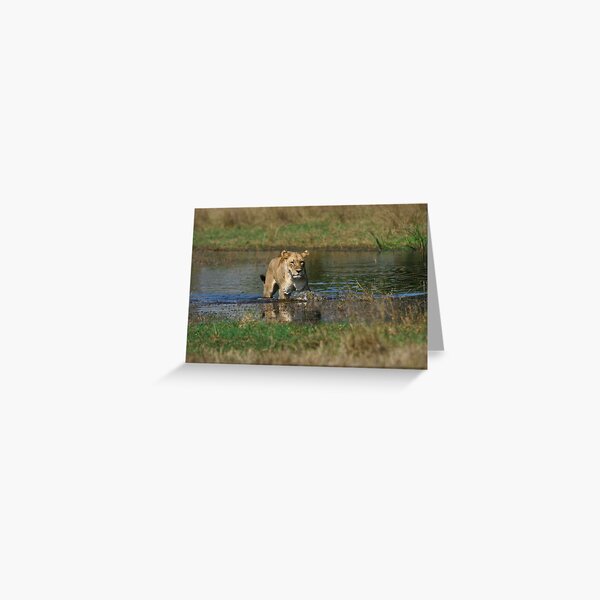 Lioness on the prowl Greeting Card