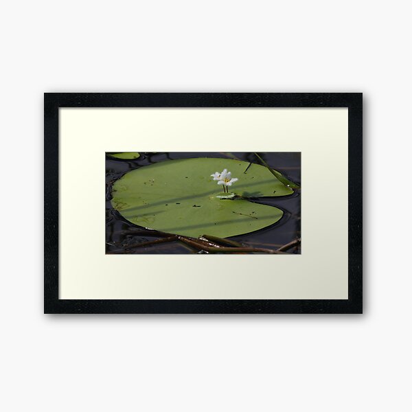 Item preview, Water Lilly designed and sold by Geoff Smith.