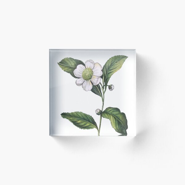 Watercolor Camellia Chinese Tea Acrylic Block