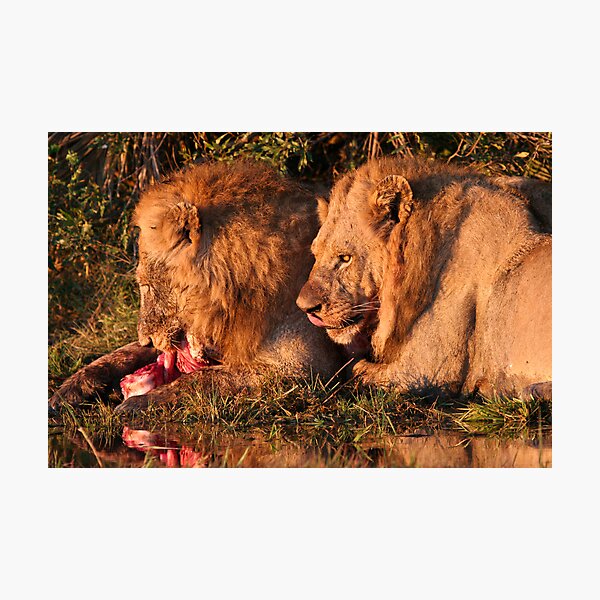 Male Lions Feasting on a kill Photographic Print