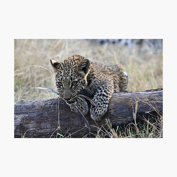Leopard Cub Playing Photographic Print