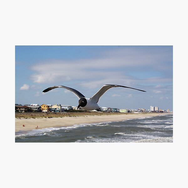 Item preview, Laughing Gull Over the Beach designed and sold by Paulette1021.