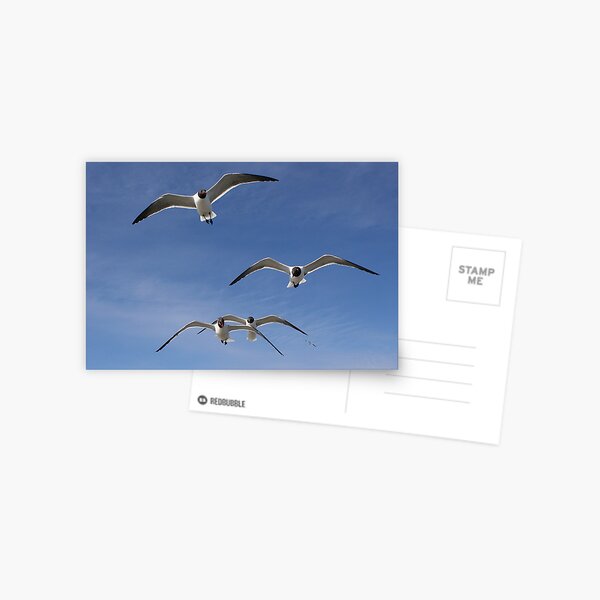 Item preview, Laughing Gull's In Flight designed and sold by Paulette1021.