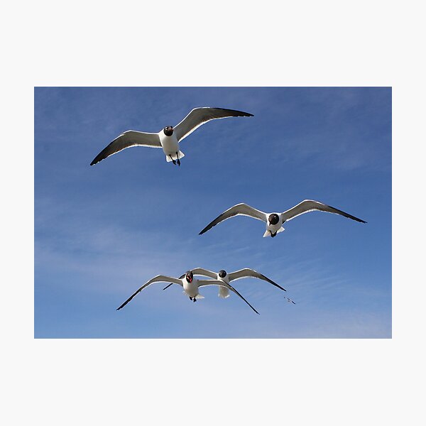 Item preview, Laughing Gull's In Flight designed and sold by Paulette1021.
