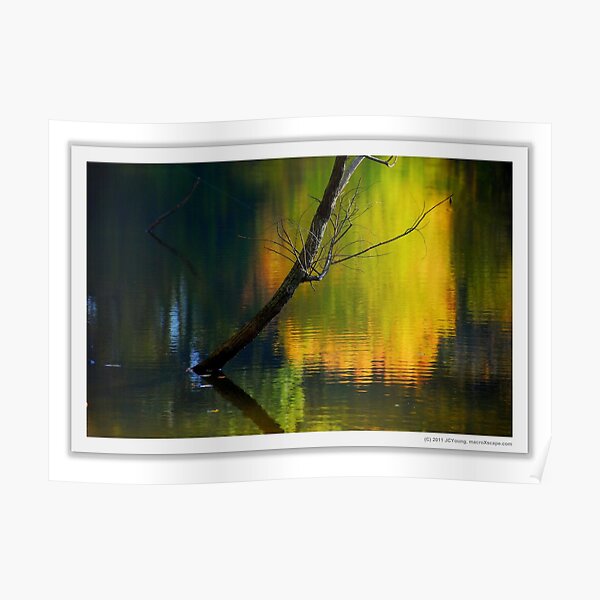 Spring in Reflection Poster
