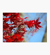 Japanese Maple Photographic Print