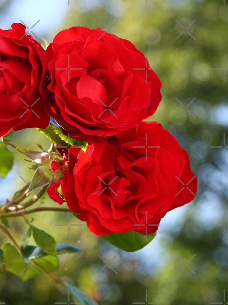 Aperçu 5 sur 5. Coque iPhone avec l'œuvre Red Roses créée et vendue par JHMimaging.