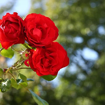 Artwork thumbnail, Red Roses by JHMimaging
