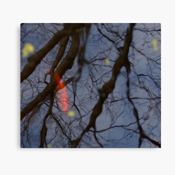 I See a Red Fish, Spring 2011 Canvas Print