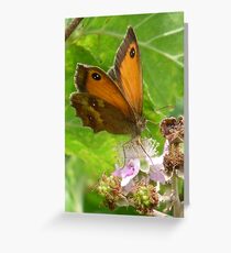 Gatekeeper butterfly Greeting Card
