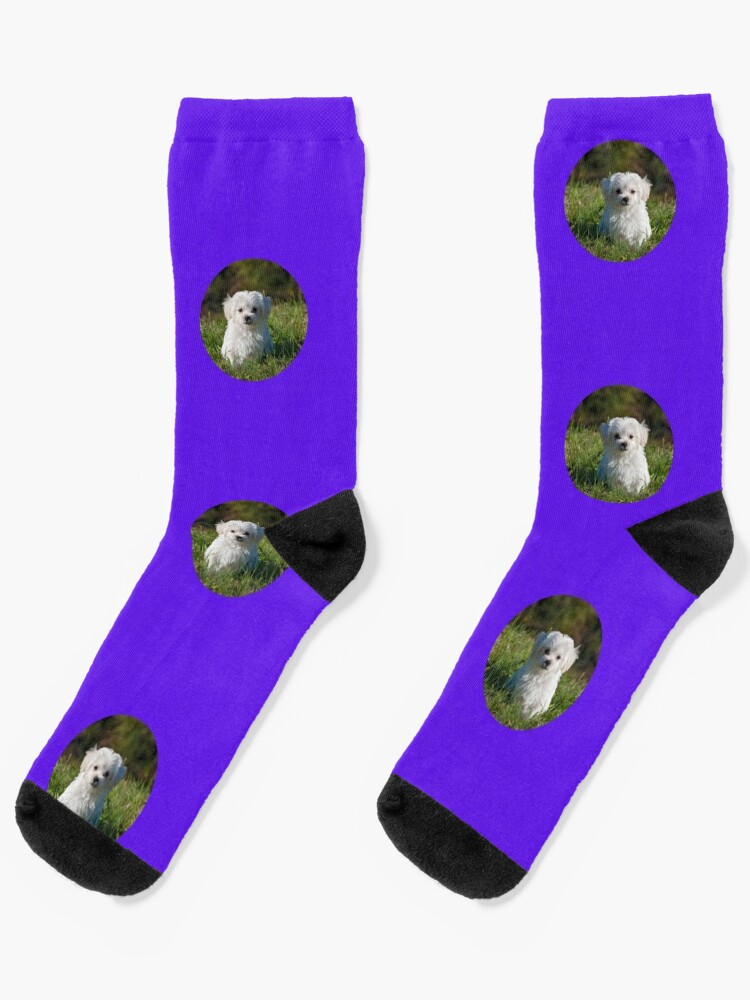 canine socks