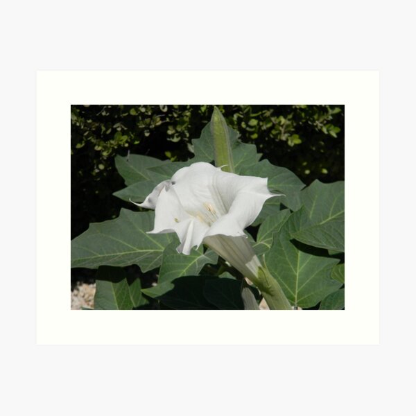 Aperçu de l'œuvre A Moonflower - the Datura plant créée et vendue par Navigator.