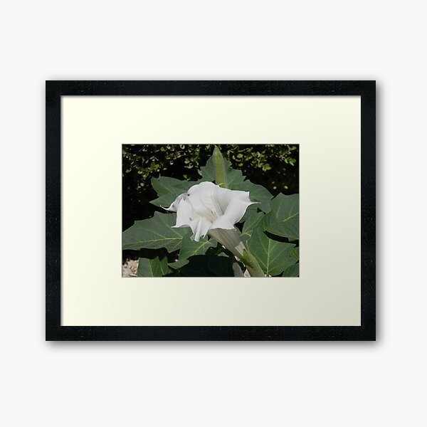 Aperçu de l'œuvre A Moonflower - the Datura plant créée et vendue par Navigator.