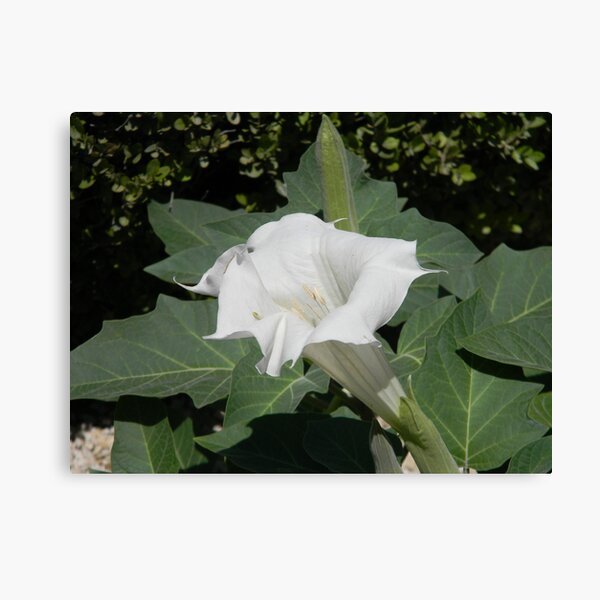 Aperçu de l'œuvre A Moonflower - the Datura plant créée et vendue par Navigator.