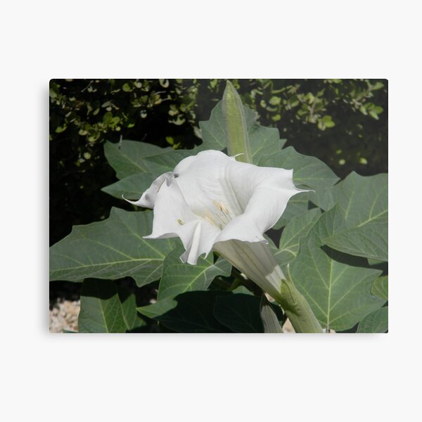 Aperçu de l'œuvre A Moonflower - the Datura plant créée et vendue par Navigator.