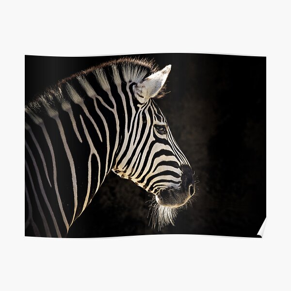 Stripes Poster