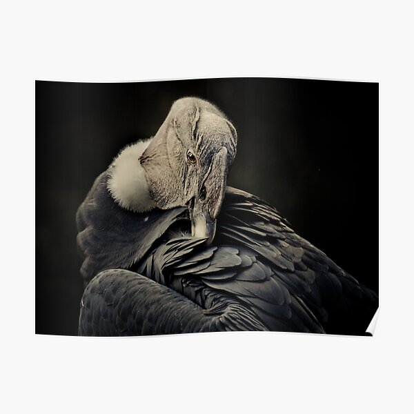 Andean Condor Poster