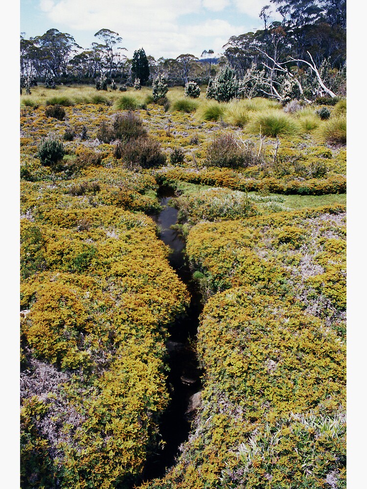 Shadow Walk, Lake St. Clair National Park, Australia by janemcdougall