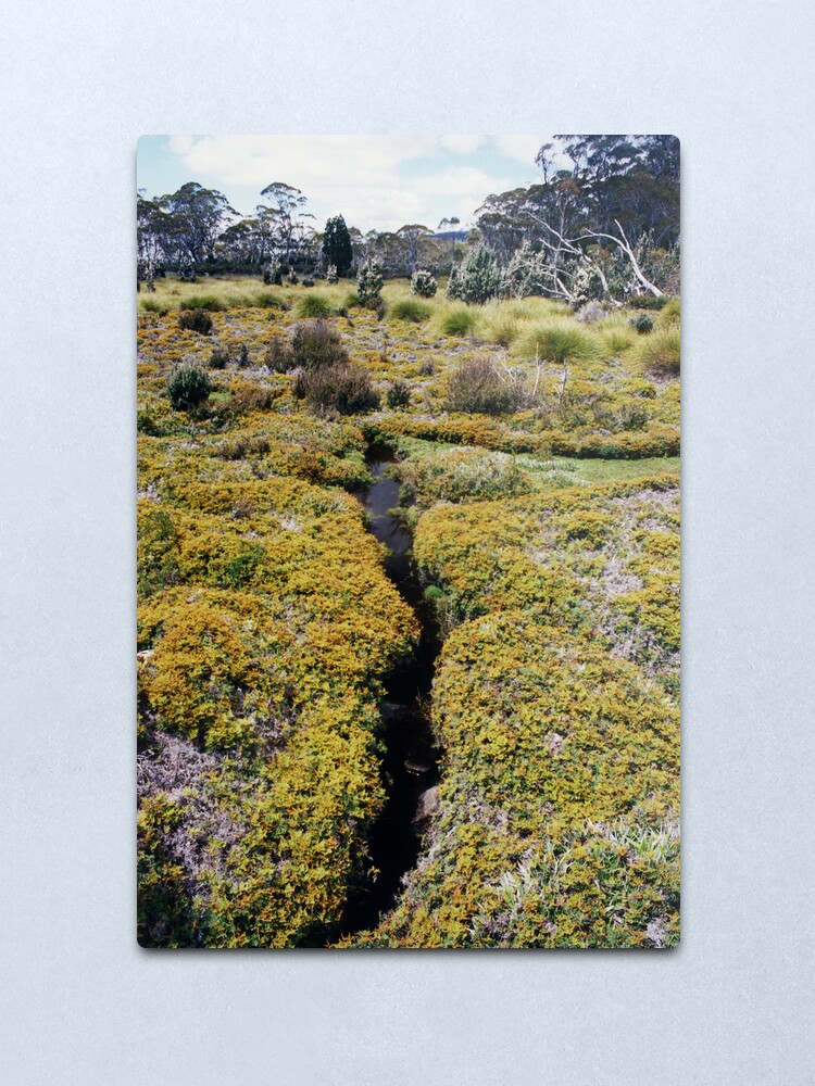 Alternate view of Shadow Walk, Lake St. Clair National Park, Australia Metal Print