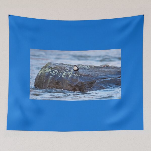 Item preview, On the rocks. White-throated dipper designed and sold by Jouko Lehto Photography.