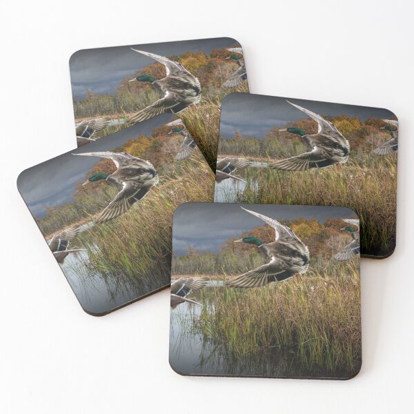 Item preview, Drake Mallard Ducks coming in for a Landing designed and sold by Randall Nyhof.