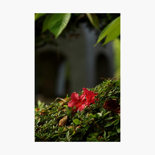 Red flower Photographic Print
