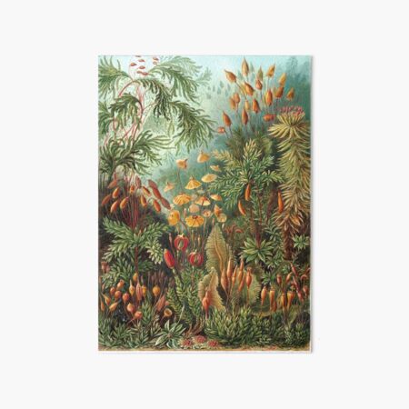 Aperçu de l'œuvre Plantes Vintage Nature Décorative Peinture Illustration Oeuvre créée et vendue par livianasgifts.