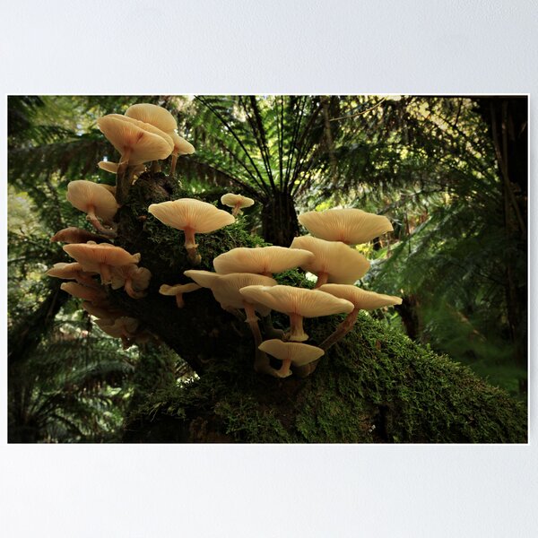 Item preview, Forest Fungai designed and sold by Greg Earl.