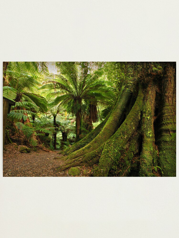 Alternate view of Forest Track Photographic Print