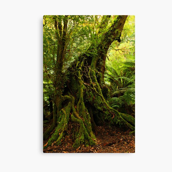Rainforest Trail Canvas Print