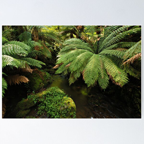 Item preview, Tarra - Bulga National Park designed and sold by Greg Earl.