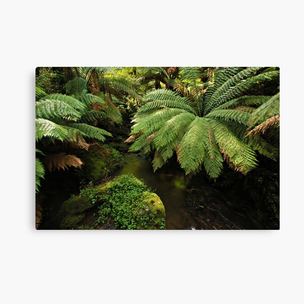 Item preview, Tarra - Bulga National Park designed and sold by Greg Earl.
