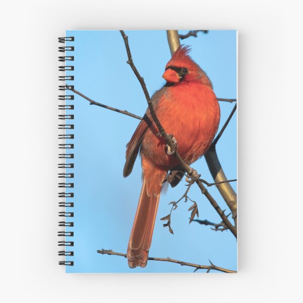 Item preview, Northern Cardinal designed and sold by nwbirdscapes.